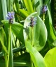 Pontederia cordata