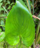 Pontederia cordata