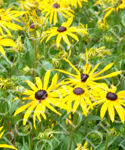 Rudbeckia fulgida var. sullivantii 'Goldsturm'