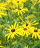 Rudbeckia fulgida var. sullivantii 'Goldsturm'