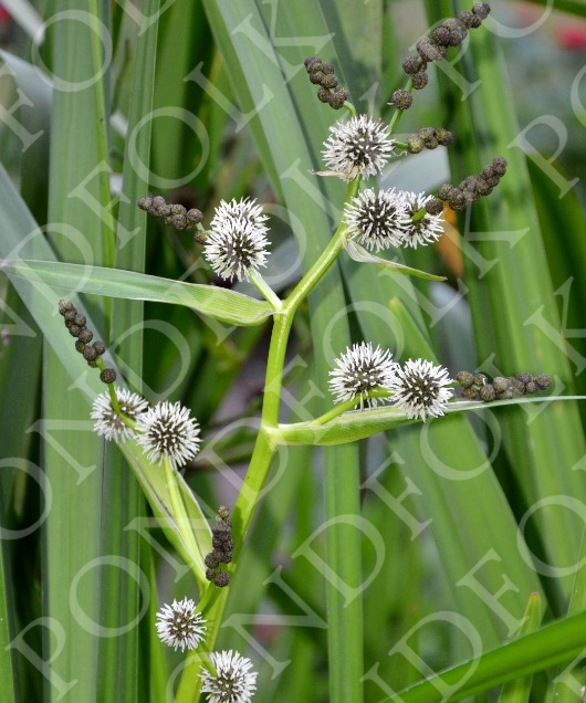 Sparganium erectum