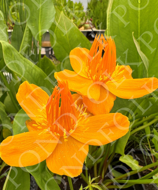 Trollius chinensis 'Golden Queen'