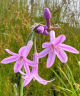 Tulbaghia violacea