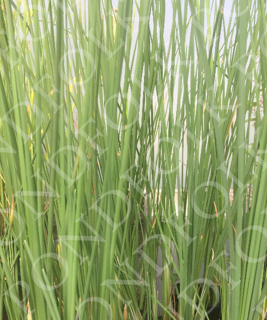 Typha minima