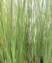 Typha minima