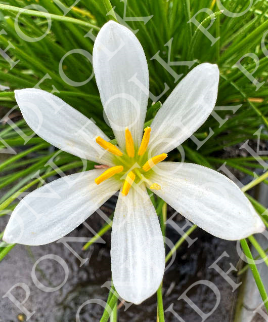 Zephyranthes candida