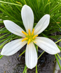 Zephyranthes candida
